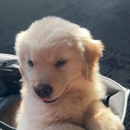 Golden Retriever Puppies from Landin Doner