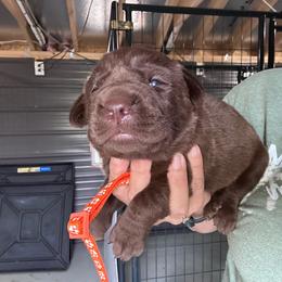 Orange - Chocolate male Labrador Retriever puppy in Newton Grove, North Carolina from Wayalife Labradors & Gsp’s