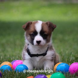 Sasha - Sable female Pembroke Welsh Corgi puppy in Wever, Iowa from Sheep and Corgis