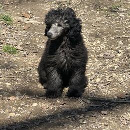 Charlie (teal) - Silver male Poodle puppy in Cabool, Missouri from Rafter B Farms