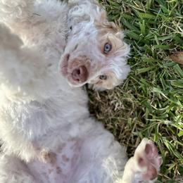 Poodle puppies from Milk Drunk Doodles And Poodles