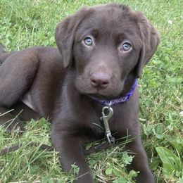 Dilute Retrievers and Labrador Retrievers from Phoenix Labradors