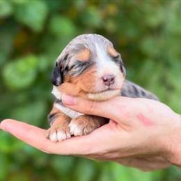 Aspen - Merle female Bernedoodle puppy in Glendale, Arizona from Arizona Bernedoodles