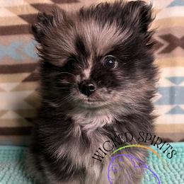 AKC ZEKE - Blue merle male Pomeranian puppy in Watkins Glen, New York from Wicked Spirits Pomeranians