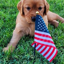 Golden Retriever Puppies from PDA Goldens