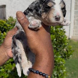 Pepper - Blue merle male Bernedoodle puppy in Richmond, Texas from Harper’s Heartbeats