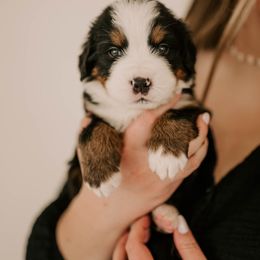 Bernese Mountain Dogs from Swiss Mountain Bernese
