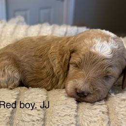 Red boy JJ - Apricot male Goldendoodle puppy in Vian, Oklahoma from Dog Days Doodles