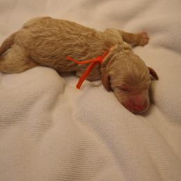 Boy 1 - Cream male Goldendoodle puppy in Seattle, Washington from Dream Lake Doodles