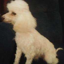 Gypsy - Poodle