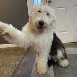 Old English Sheepdog Puppies from Heavinly Blessings Farm Pups - Old English Sheepdog Puppies
