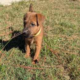 Yellow - Red female Irish Terrier puppy in Broadway, North Carolina from Detmore Kennels