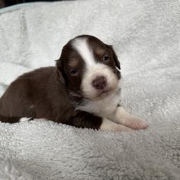 Juliet - Red tri-color female Australian Shepherd puppy in Yadkinville, North Carolina from Gold Leaf Farm & Kennels
