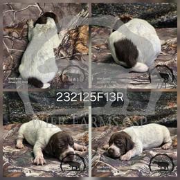Girl 232125F13R - Liver and white female German Shorthaired Pointer puppy in Moyie Springs, Idaho from Wier Farms GSP