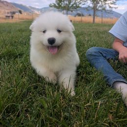 Gray - White male Samoyed puppy in Erda, Utah from Desert Snow Samoyeds