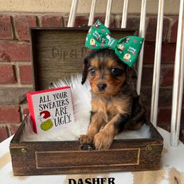 Bernedoodle, Cavalier King Charles Spaniel, Cavapoo, Goldendoodle, and Poodle Puppies from Gypsi Doodles & Poodles LLC.