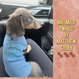 Dachshund Puppies from Gateway 2 Little Paws