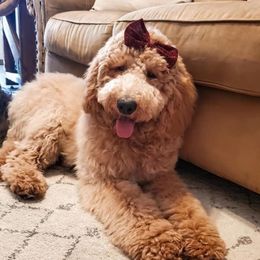 Izzy Mae - Goldendoodle