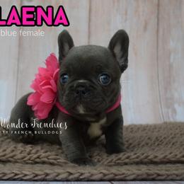 Celaena Sardothien - Blue female French Bulldog puppy in Loxahatchee, Florida from Blue Wonder Frenchies