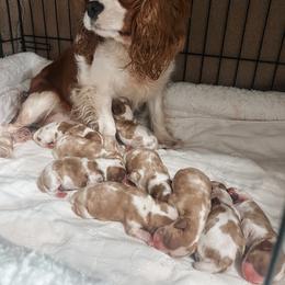 Rambo - Blenheim male Cavalier King Charles Spaniel puppy in Lula, Georgia from Cavaliers by Crumley