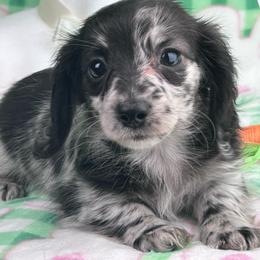 Raven - Dachshund