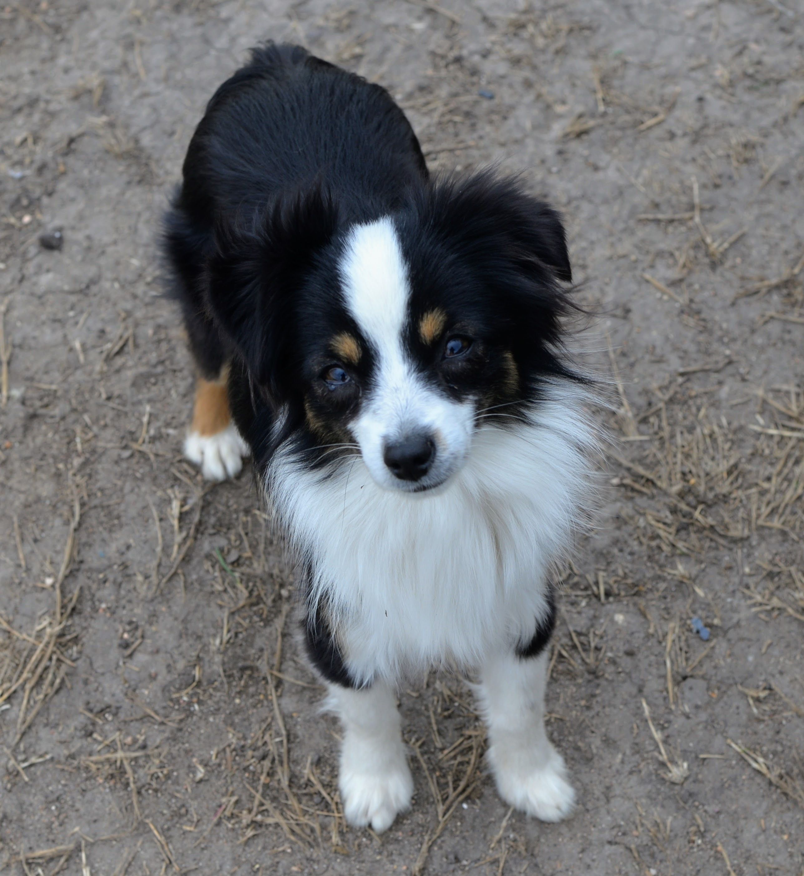 Miniature American Shepherds, Miniature Australian Shepherds, and Toy Australian Shepherds from Southern Promise Aussie’s