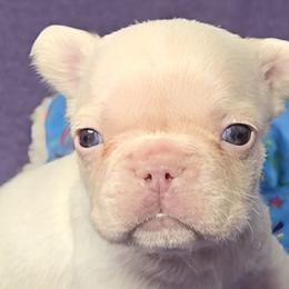 French Bulldogs from MiAdorableFrenchies