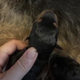 Pink - Black and tan female Airedale Terrier puppy in Huntersville, North Carolina from Cool Hand Luke Kennels