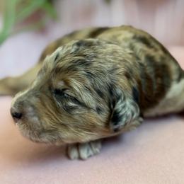 Blossom - Chocolate merle female Bernedoodle puppy in Toledo, Ohio from Avery Doodle Day LLC