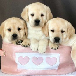 Labrador Retriever Puppies from Atlas Labradors