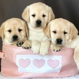Labrador Retriever Puppies from Atlas Labradors