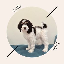 "Reserved " Bernedoodle Puppies from Sunridge Doodles