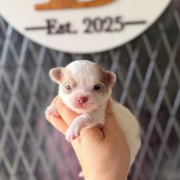 Milo - Chocolate blue male Chihuahua puppy in Harrison, Michigan from Cloud9 Chihuahuas