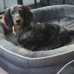 Paisley - Dachshund