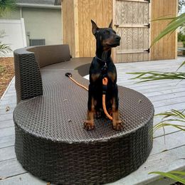 Doberman Pinscher and Labrador Retriever Puppies from Mississippi K9 Kennel