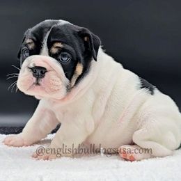 Winnie - Black tri-color female Bulldog puppy in Elliottsburg, Pennsylvania from Pappy's Bulldogs