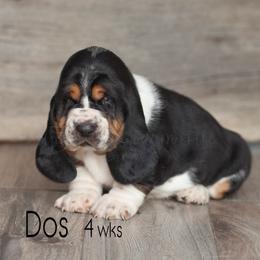Dos - Black white and tan male Basset Hound puppy in Jefferson City, Missouri from Triple Hill Farm