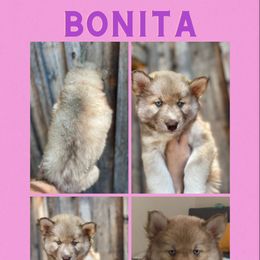 Girl 3 - Siberian Husky puppy in Washington from Soulful Heart Siberians
