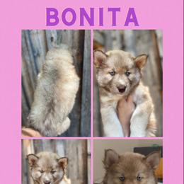 Girl 3 - Siberian Husky puppy in Washington from Soulful Heart Siberians