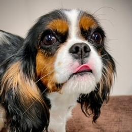 WIllow - Cavalier King Charles Spaniel