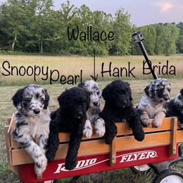 Aussiedoodle puppies from Double K Farms