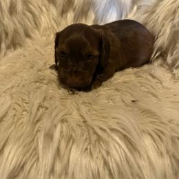 Avery - Red male Dachshund puppy in Cabool, Missouri from Hidden Valley Farms