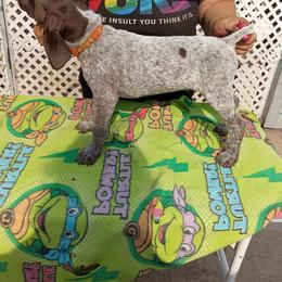 Orange - Liver roan female German Shorthaired Pointer puppy in Marble, Florida from Dancin' German Shorthaired Pointer's