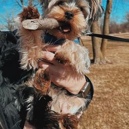 Yorkshire Terrier Puppies from Yorkie Puppies Redwood Ranch Chicago