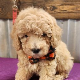 Boy 4 - Brown Poodle puppy in Augusta, Georgia from Royalti Pups