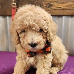 Boy 4 - Brown Poodle puppy in Augusta, Georgia from Royalti Pups