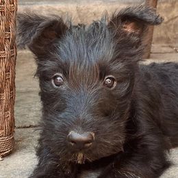 Scottish Terriers from Green Meadows Scottish Terriers