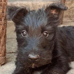 Scottish Terriers from Green Meadows Scottish Terriers
