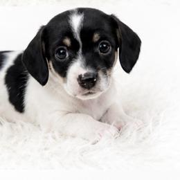 Remmi - Piebald female Dachshund puppy in Desloge, Missouri from Snows Doxies