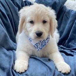 Sunny - Cream male Goldendoodle puppy in Rocky Point, North Carolina from CelticDoods